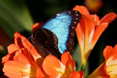 02 26 2005 Blue Morpho Butterfly 1715.jpg