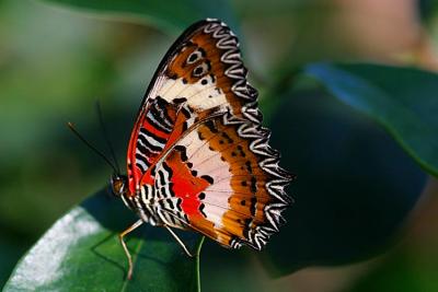 02 26 2005 Red Lacewing Butterfly 1646.jpg