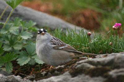 05 13 2005 white crowned sparrow 3766.jpg