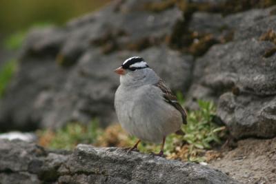 05 13 2005 white crowned sparrow 3769.jpg