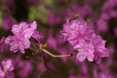 04 30 2005 Azalea 3353.jpg