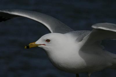 04 10 2004 Gull 7462.jpg