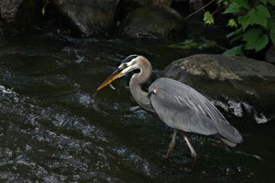 07 02 2004 Great blue heron ai04.jpg