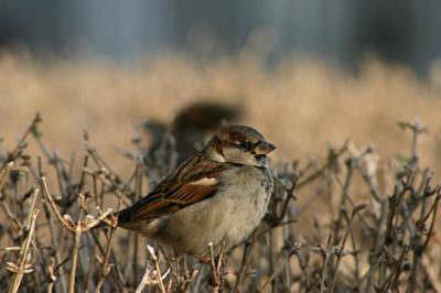 Sparrow 0743.jpg