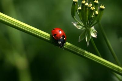 205_0572 Ladybug.jpg