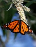 02 26 2005 Monarch 1674.jpg