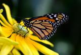 02 26 2005 Monarque buterfly 1630.jpg