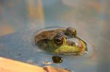 Ouaouaron / American Bullfrog