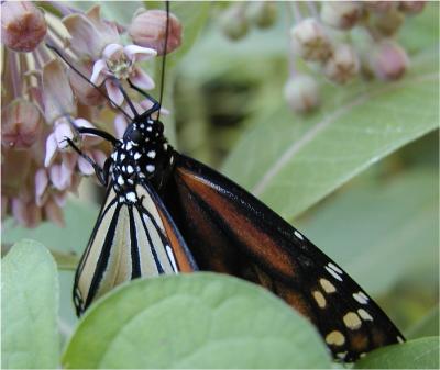 Butterfly on Milkweed