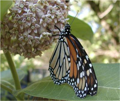 bflyandmilkweed.jpg