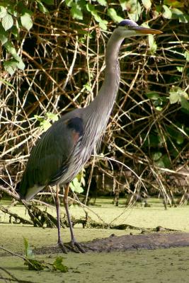 May 20, 2005<br>Great Blue Heron Day 2