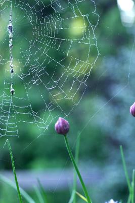 May 22, 2005<br>The Spiders Larder