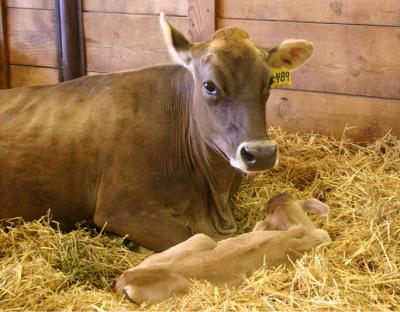 Newborn Calf