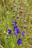 Larkspur