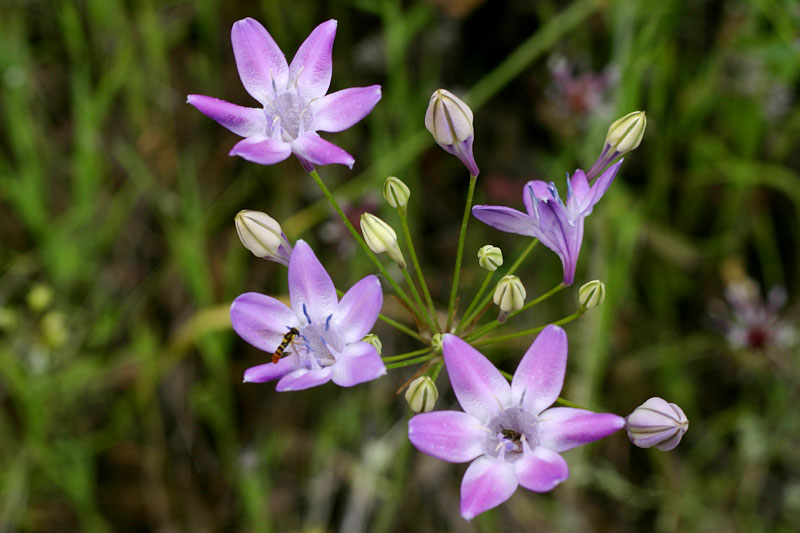 A Brodiaea of Some Sort?