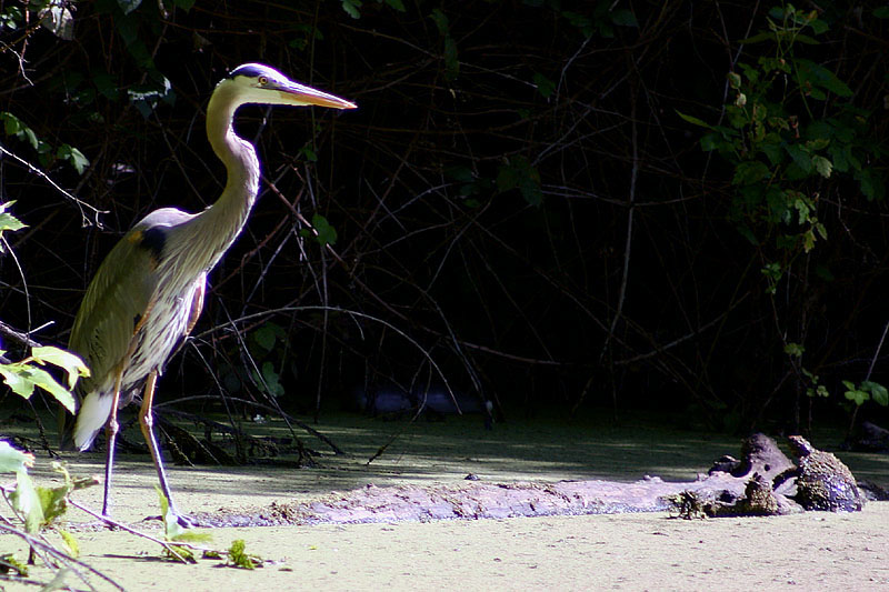 May 19, 2005 Heron and Friend