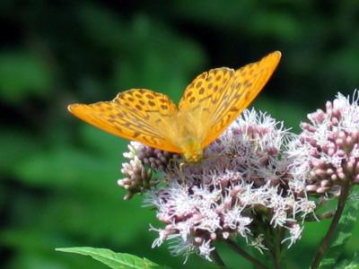 u26/cheetha/medium/19491483.butterfly.jpg
