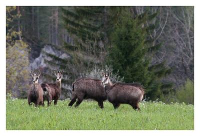 a rare view in the open...chamois 