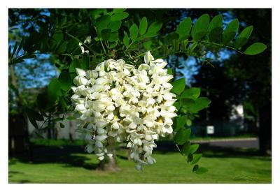 u26/cheetha/medium/43806142.acacia.jpg