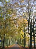 Earls Alley in autumn colours