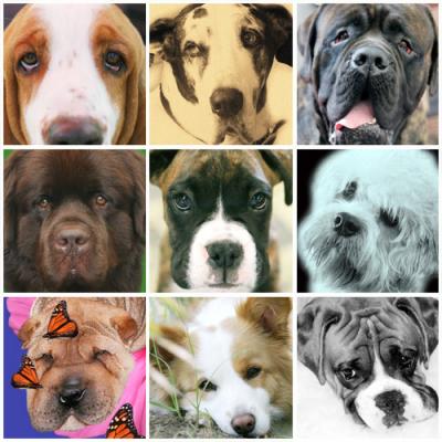 in your face - various cute dog faces