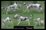 not one for dog toys, rosie proving that she CAN play!