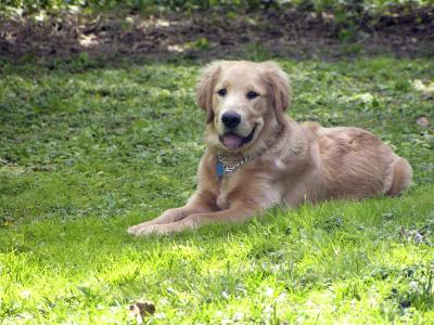 Relaxing in the shade