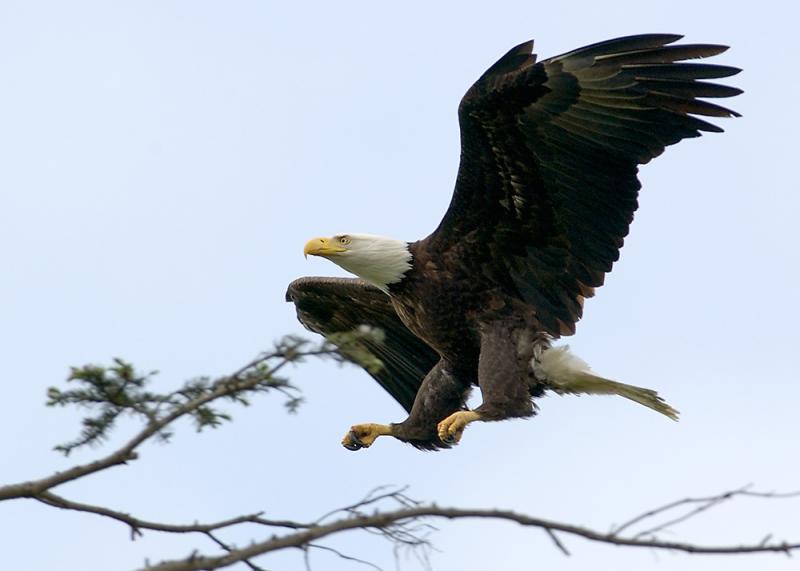check on eaglet