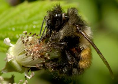 bumble bee