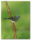 Yellow-throated Warbler