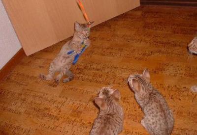 Katt-fu p hg niv