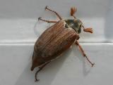 cockchafer beetle
