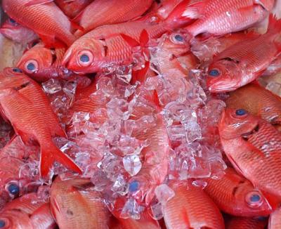 Menpachi, A Tropical Fish