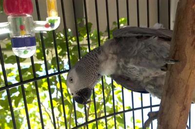 The Rare Bare Breasted African Grey