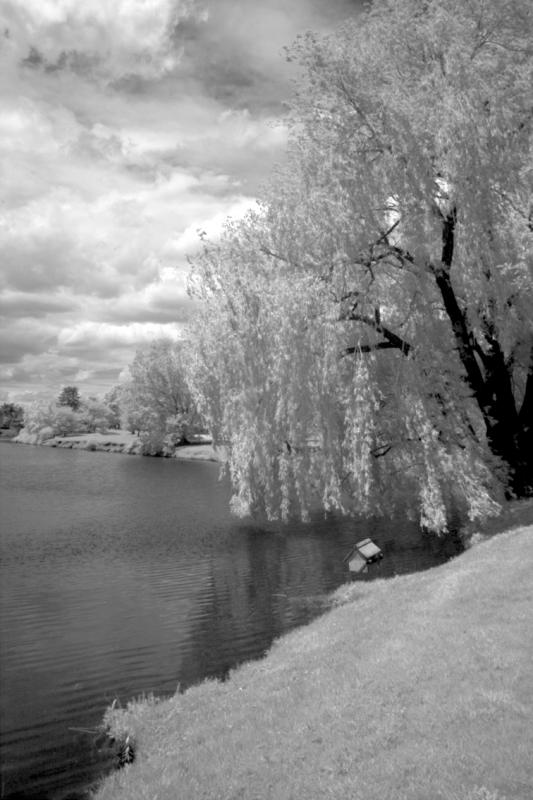 IMG08180ir.jpg