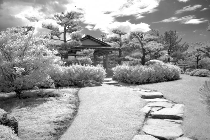 IMG08252ir.jpg