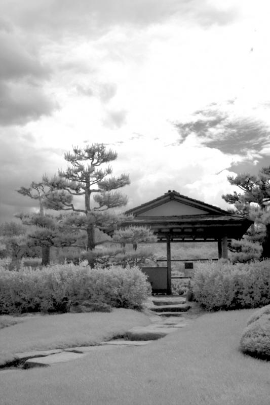 IMG08258ir.jpg