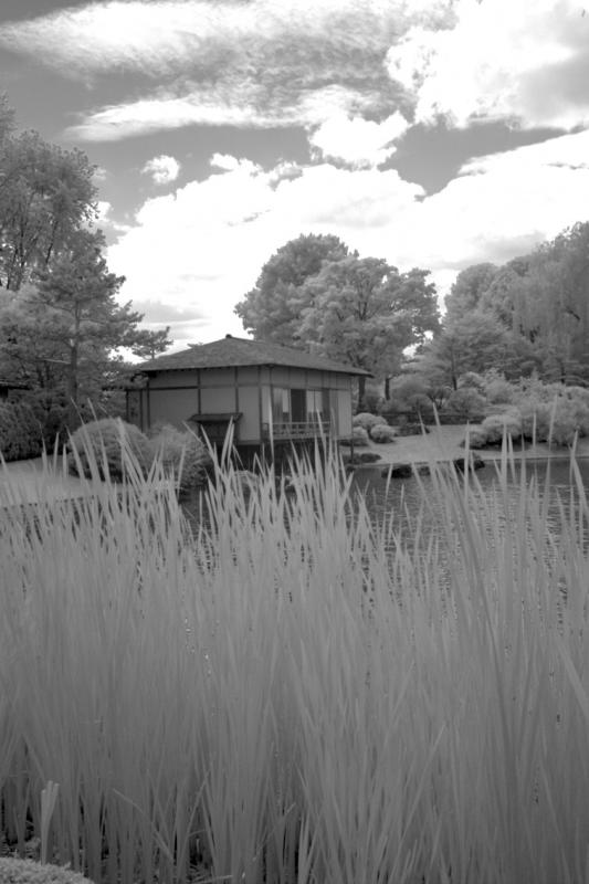 IMG08273ir.jpg