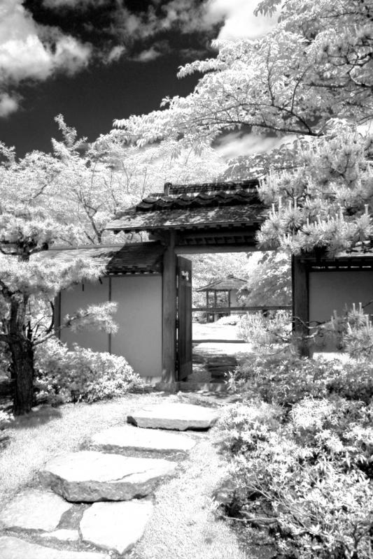 IMG08275ir.jpg