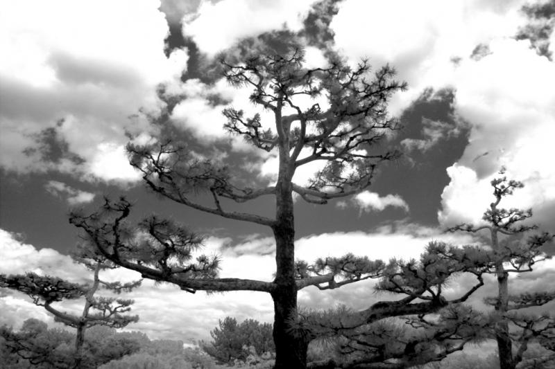 IMG08276ir.jpg