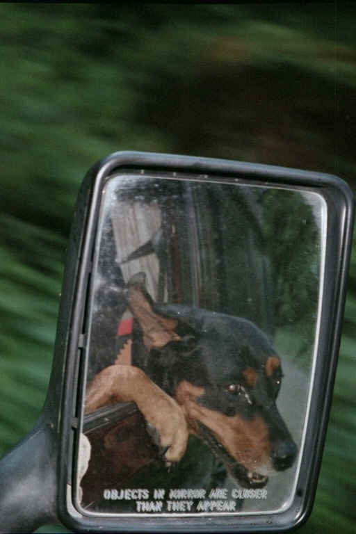 Windsurfing..check out the ears