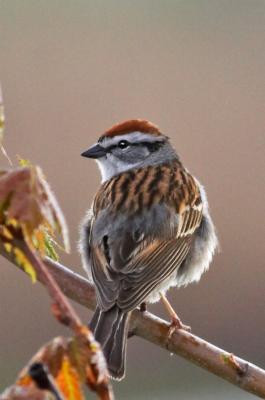 chipping sparrow.jpg