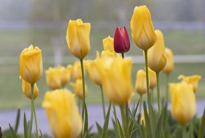 Tulips2.jpg