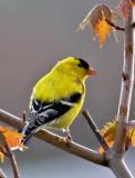 Male American Goldfinch