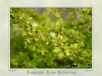 02May05 Barberry Bush Blossoms