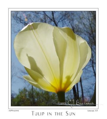 05May05 Tulip in the Sun