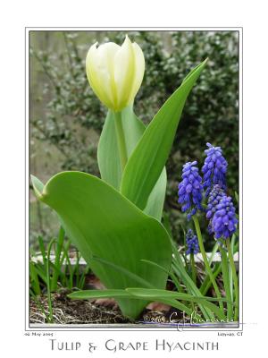 06May05 Tulip & Grape Hyacinth