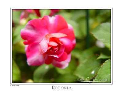 07May05 Begonia
