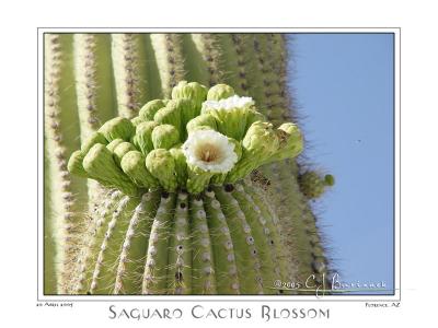 08May05 Saguaro Cactus Blossom