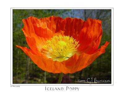 10May05 Iceland Poppy